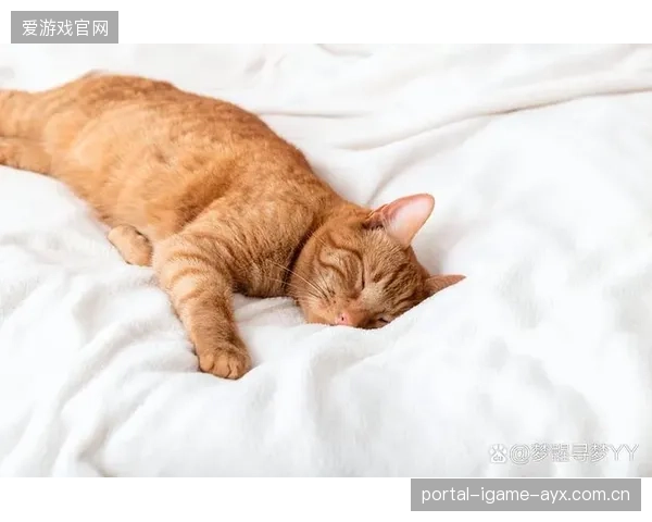 世界冠军与萌萌猫咪的甜蜜合照：温暖瞬间瞬间点亮你的心